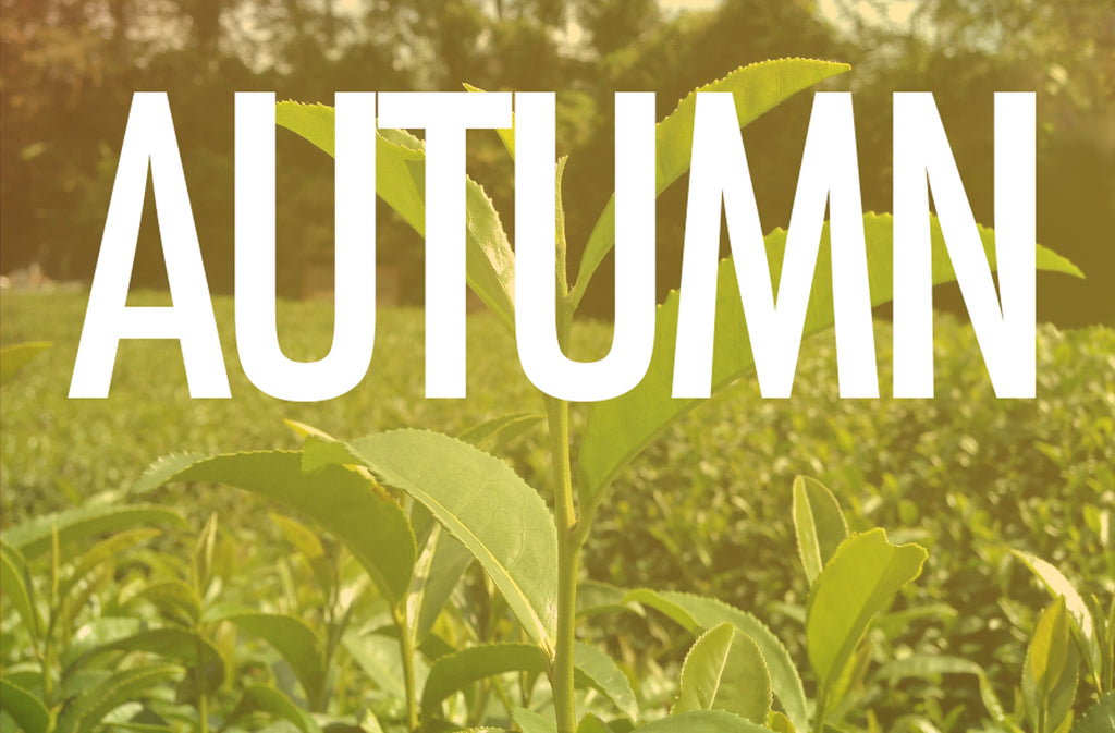 Best Tea to Drink in Autumn