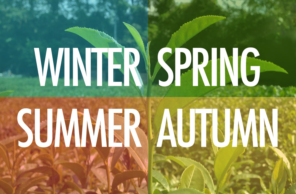 Best Teas To Drink For Every Season